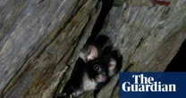 Government required to create plan to protect greater glider in major legal win for Wilderness Society