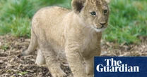 Restaurant in China sparks concern after putting baby lion cuddles on menu