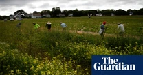 Trump administration yanks $15m in research into Pfas on US farms: ‘not just stupid, it’s evil’