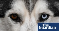 Humans may have influenced evolution of dogs’ eye colour, researchers say