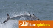 Bluefin tuna are miraculously returning to UK shores – only to be tormented for ‘sport’ | George Monbiot