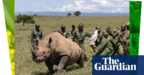 Week in wildlife: a flying zebra, chilling pelicans and a ghost elephant