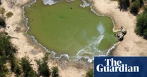 Dead elephants and feral sea lions: how poisonous algal blooms harm the planet