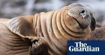 Week in wildlife: an ostrich on the lam, a tortoise crossing a road and surfing seals