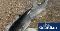 Are surging shark sightings and strandings linked to South Australia’s toxic algal bloom?