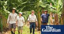 Genetics Banana appeal: Australia’s first genetically modified fruit sent for approval