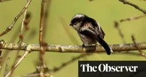 Bird School by Adam Nicolson review – where are all our feathered friends?