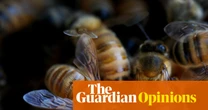 I was terrified of bees – until the day 30,000 of them moved into my house | Pip Harry