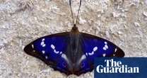 Rare butterfly hits purple patch at Sussex rewilding project