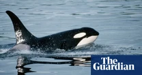 Killer whales seen grooming each other with kelp in first for marine tool use