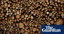 Scrap subsidies to Scotland’s conifer forests, urges report