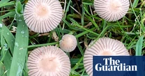 Country diary: An invasion of tiny fungi parachutists has landed overnight | Phil Gates