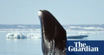 Can bowhead whales with their 200-year lifespan help us to slow ageing?