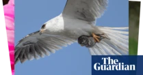 Week in wildlife: a flying vole, a Wimbledon wagtail and some lovebugs