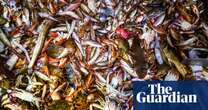 A day in the life of a Queensland prawn trawler – in pictures