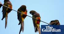 Argentinian town battles bird invasion as parrots outnumber people