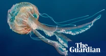 What links jellyfish, golden tortoise beetle and sea angel? The Saturday quiz