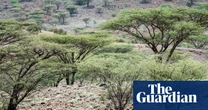 Ill-judged tree planting in Africa threatens ecosystems, scientists warn