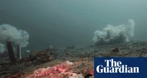A decade long mystery - why were billions of starfish turned to goo?