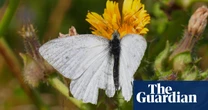 ‘Warning sign’ as UK butterfly numbers hit record low
