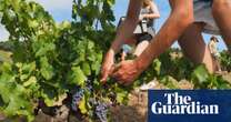 Grenache: the wine grape that keeps on giving