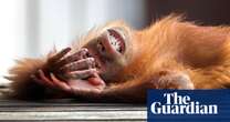 What apes can tell us about the origins of teasing | podcast