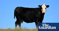 Bone cows bred in Australia provide base material for dental grafts