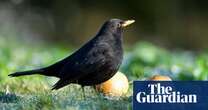 Blackbird numbers plummet in south of England amid potential spread of virus