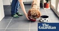 UK first European country to approve lab-grown meat, starting with pet food