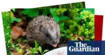 Week in wildlife: a hedgehog’s afternoon tea, royal cygnets and a snarling wolf