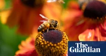 Bees face new threats from wars, street lights and microplastics, scientists warn