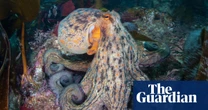 Octopus surge spreads up UK coast as far as Scotland, study finds