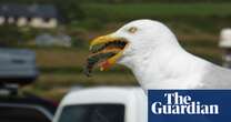 Octopus? Ice cream? Is there anything gulls don’t eat? – in pictures