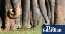 Wrinkles reveal whether elephants are left- or right-trunked, study finds