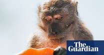 Plan for US ‘mini-city’ of 30,000 monkeys for medical research faces backlash