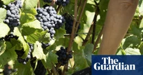 Weatherwatch: does August rain bring honey and wine?