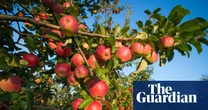 ‘Cider to the power of 10’: bumper apple harvest has UK cider makers drooling