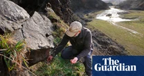 ‘It’s soul destroying to find nests have failed’: inside the battle against Scotland’s falcon thieves