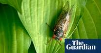 ‘Be in awe’: everything you need to know about the US cicada-geddon