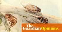 A cicada: ‘What cicadas leave behind is a kind of crystallised memory’ | Helen Sullivan