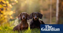What links dachshund, bad actor and African kigelia tree? The Saturday quiz