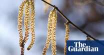 Spring isn’t here yet – but catkins might tide your garden over until it arrives