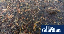 Deadly algal bloom in South Australia’s Coorong an environmental ‘eye opener’, ecologist says