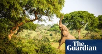 ‘Is it “woke” to care about the environment?’: how Trump’s cuts are dismantling global conservation work