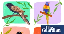 Winner of the Australian bird of the year 2025 to be announced on Guardian live stream