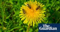 UK conservation goals insufficient to save ants and bees, says expert