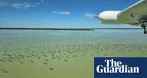 Waterbird populations plunge dramatically as eastern Australia dries up