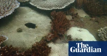 Bleaching fears along 1,000km stretch of the Great Barrier Reef