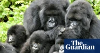 Gorillas offer clues to how social relationships work in humans – study