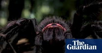 Into the spider’s lair: how an Australian film-maker made an impossible documentary with AI